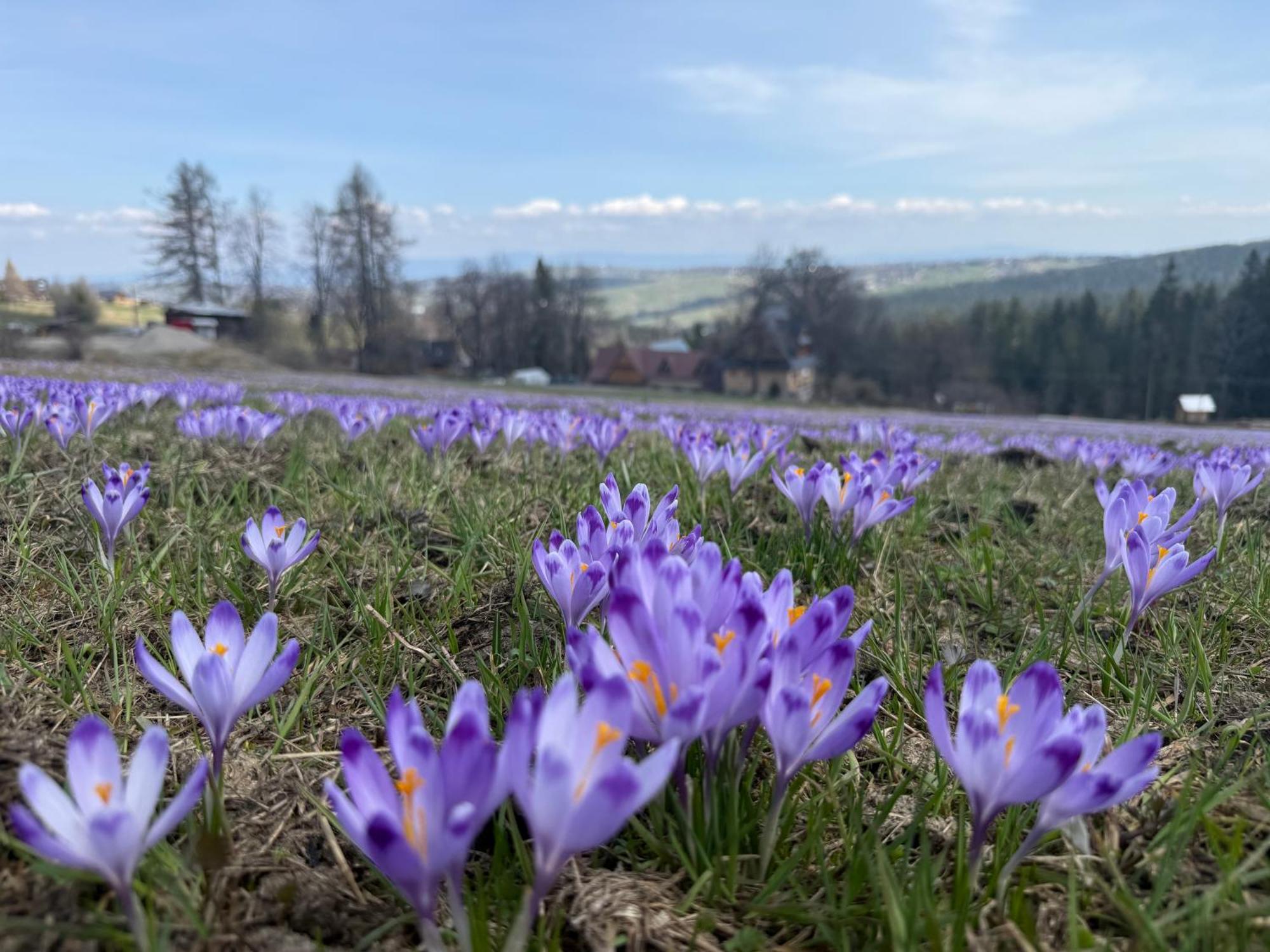 Willa Park, Zakopane